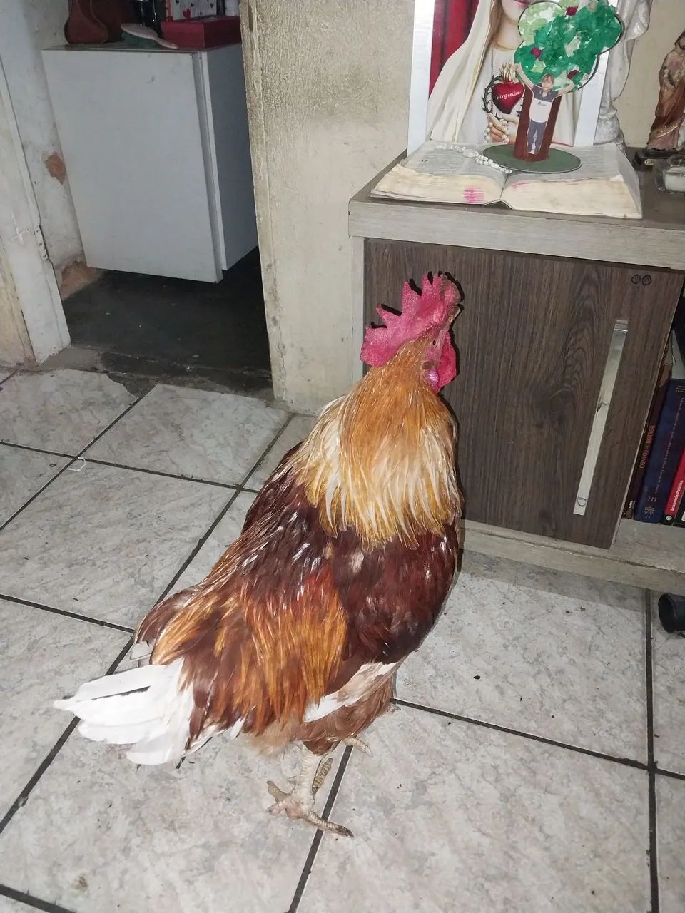 Galo caipira ?  - Foto 2