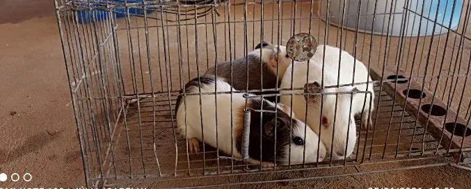 Animais estimação 