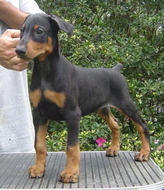 Doberman Levamos Até Você 