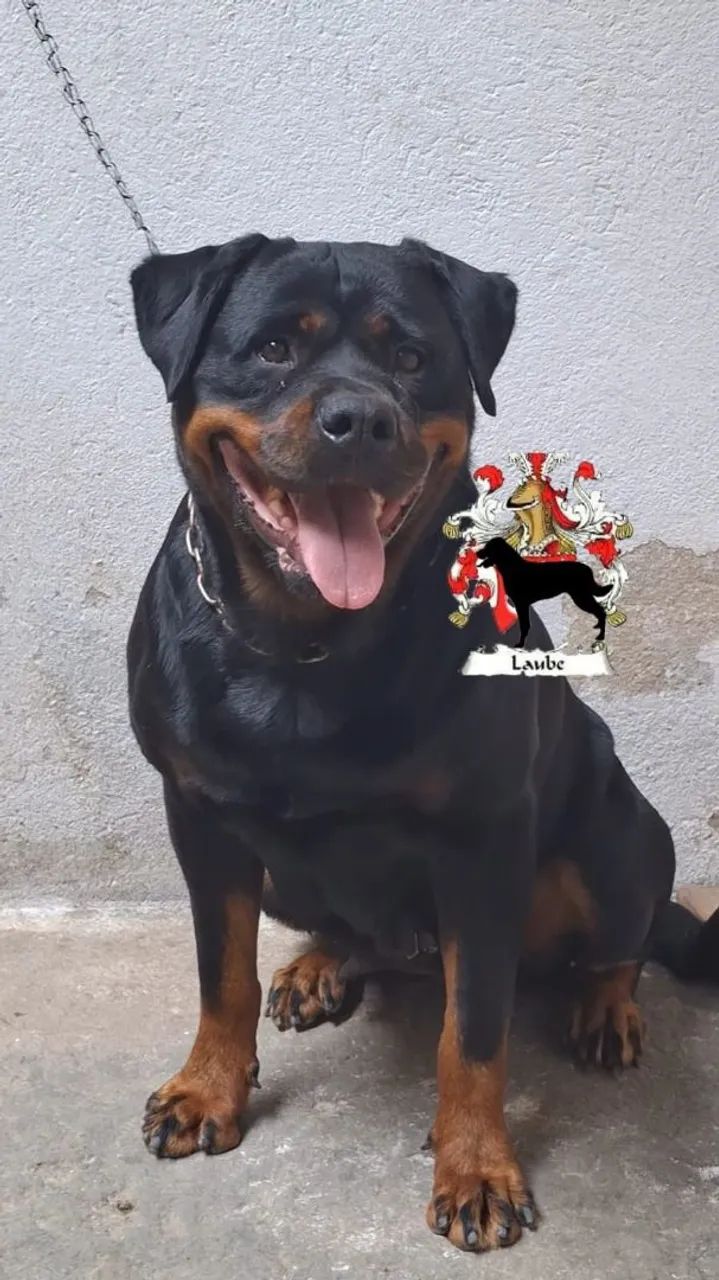 Casal/ rottweiler