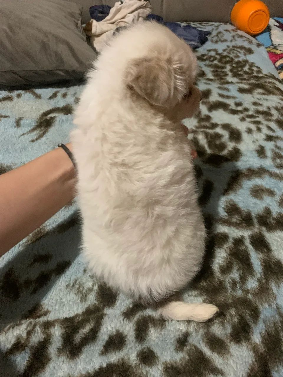 Spitz alemão  - Foto 4