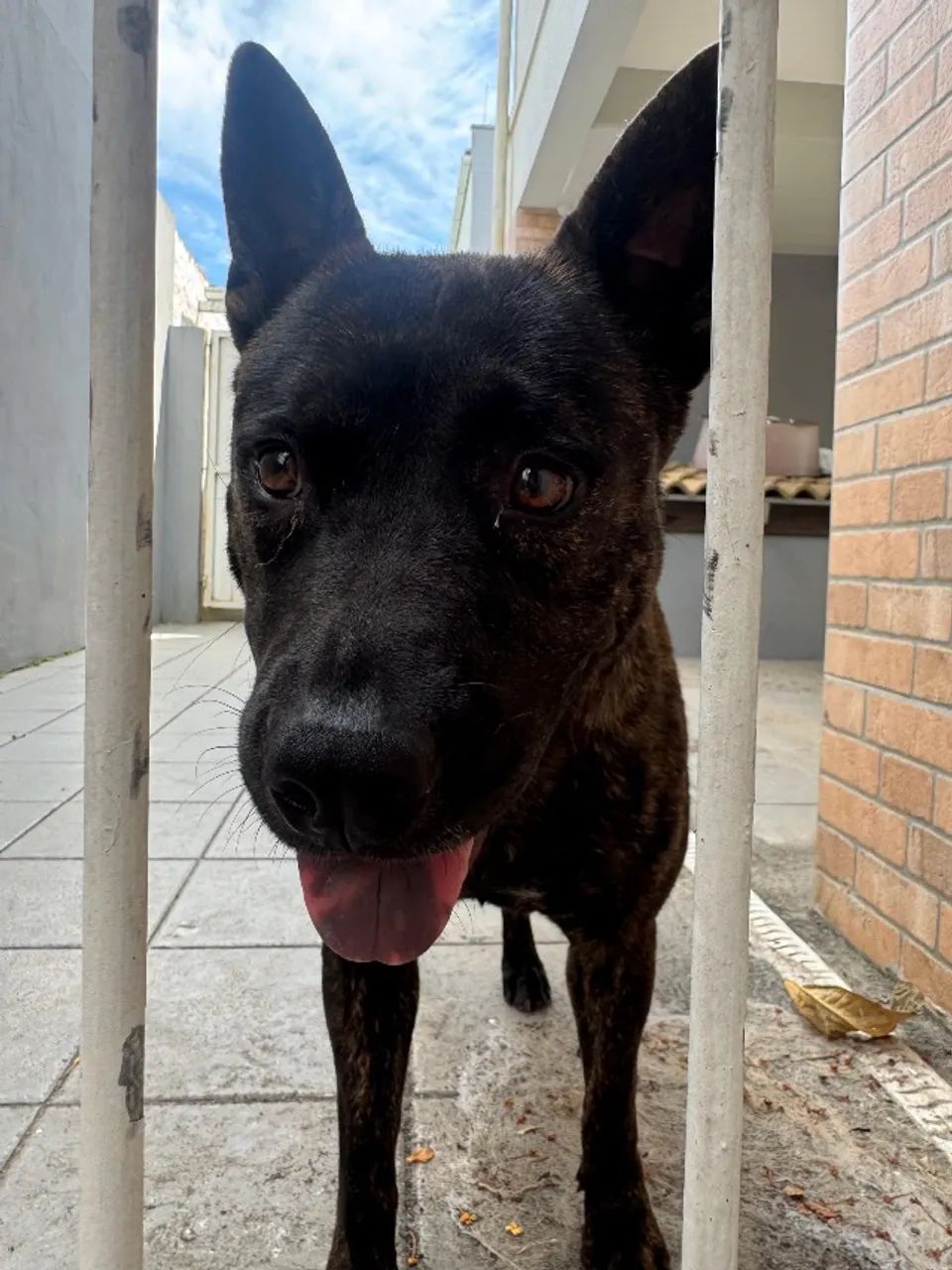 Cachorra para adoção responsável  - Foto 3