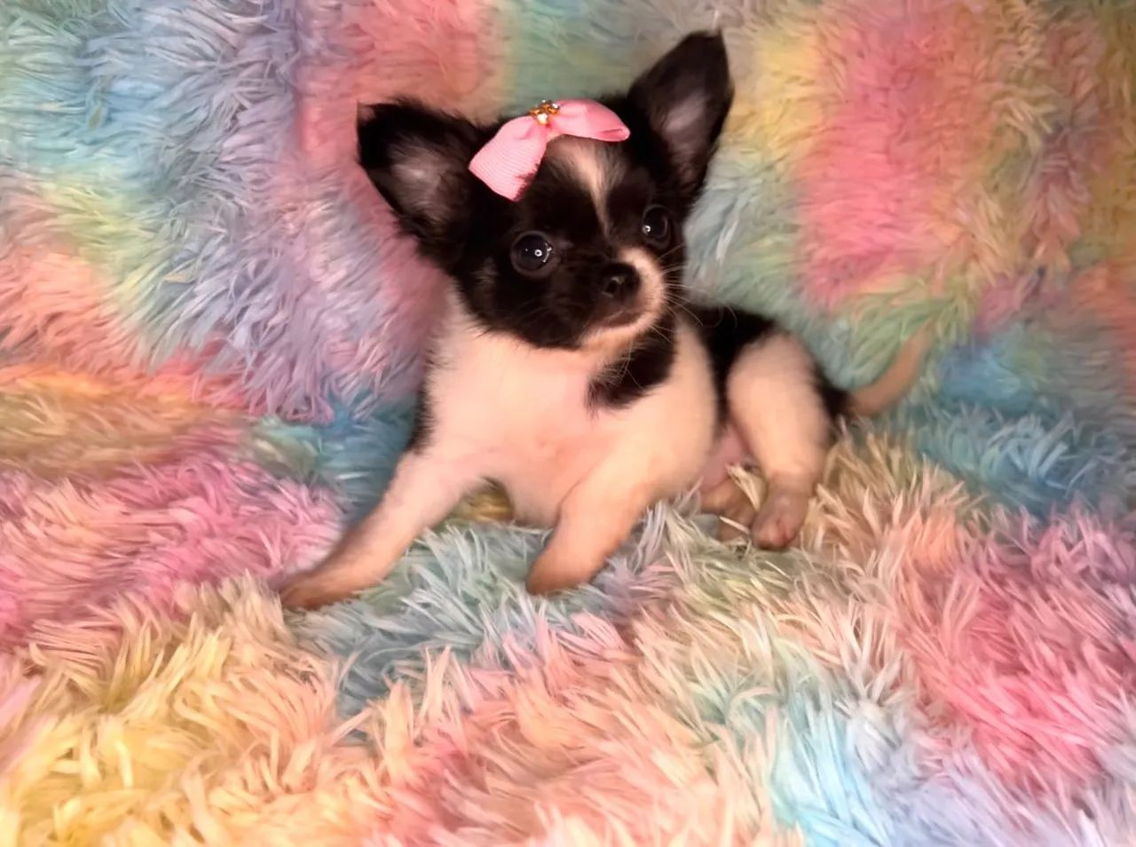 Chihuahua fêmea Pêlo longo preto com branco e castanho.  Uma fofurinha, alegre e cheia de 