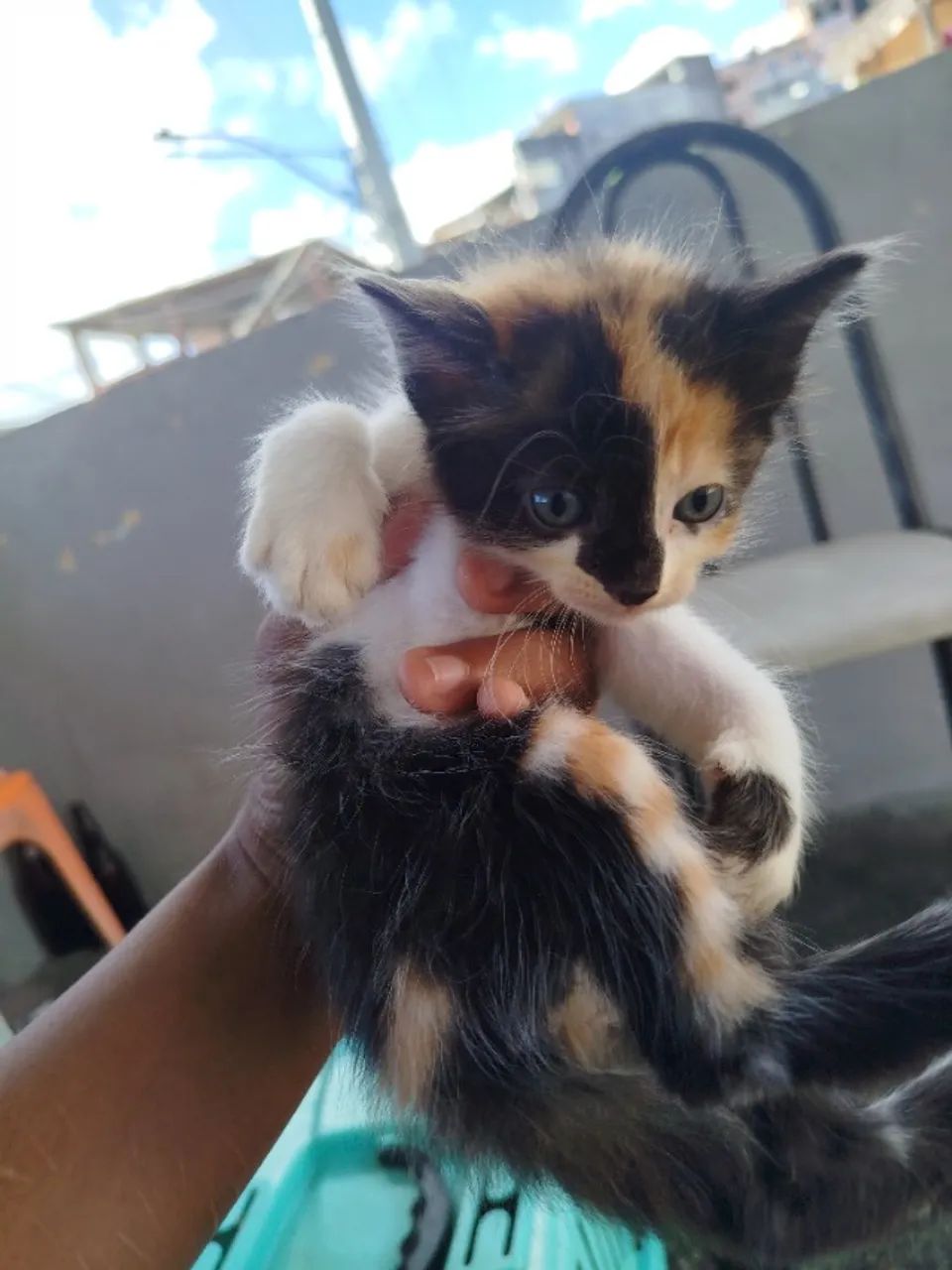 Doa-se gatinhos  - Foto 5