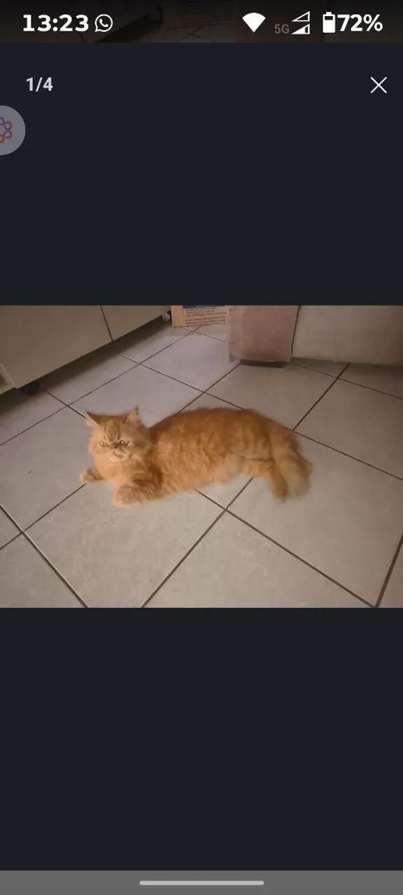 Gato persa filhote 1.500.00 retirada 30 agosto 81.9.9929.1057 - Foto 4