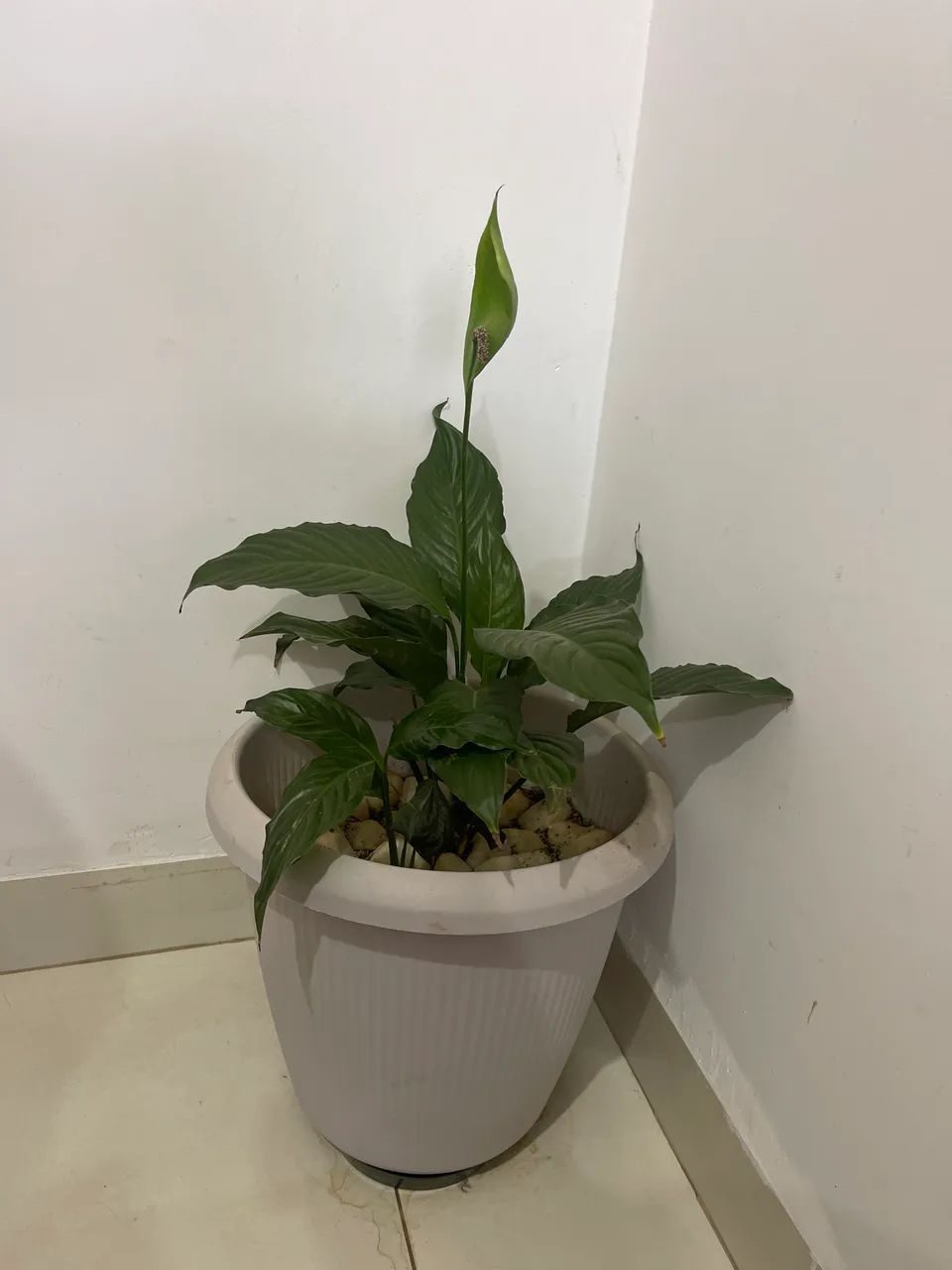 Lírio da Paz com Vaso  - Foto 2
