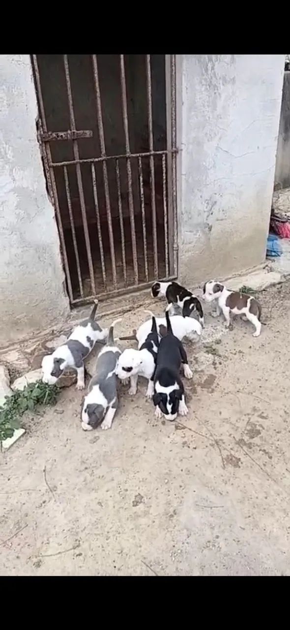  FILHOTES DE PITBULL DISPONÍVEIS 