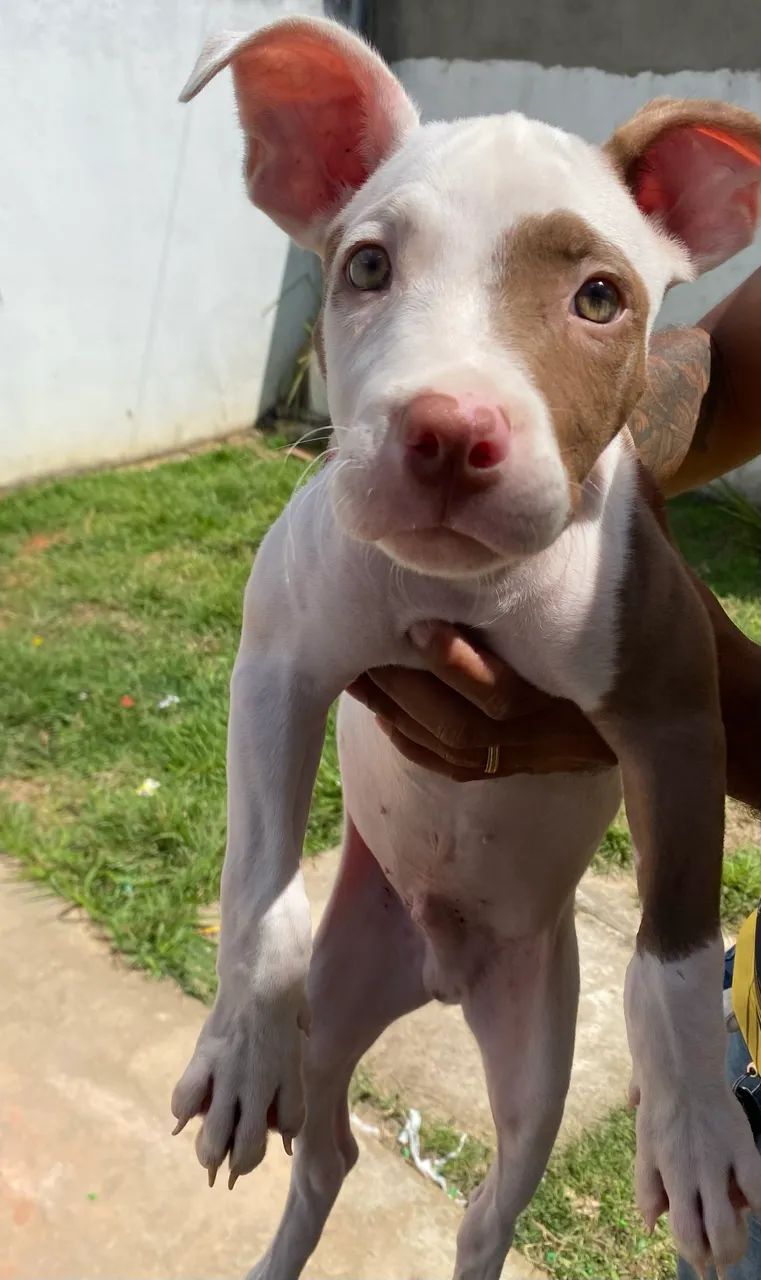 Filhote de Pitbull Macho 