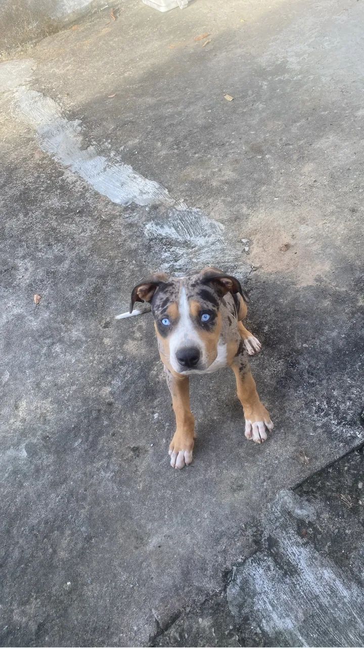 Pit Moster 6 meses macho 