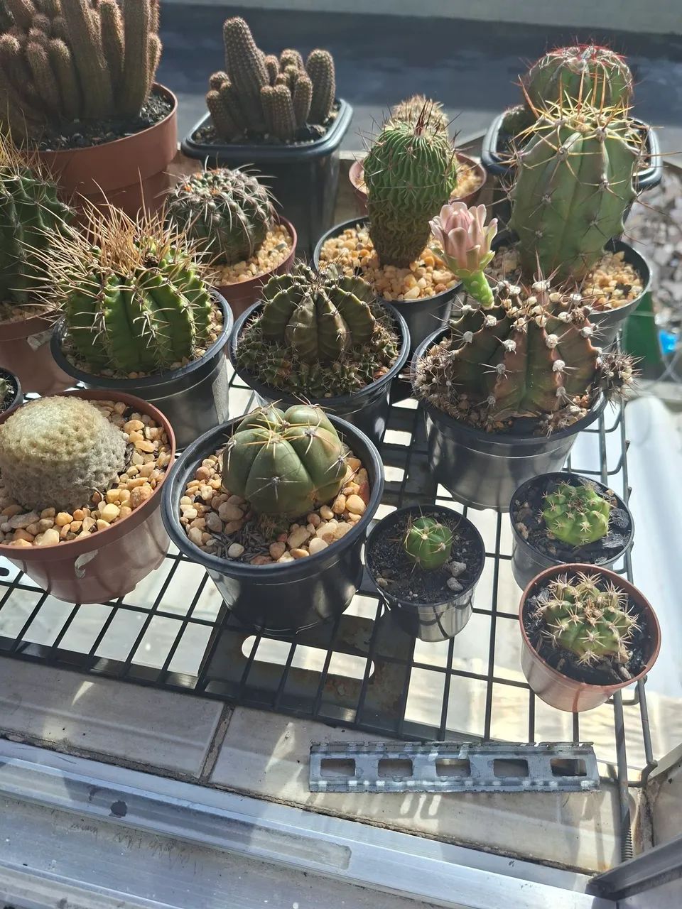Cactos - Foto 2