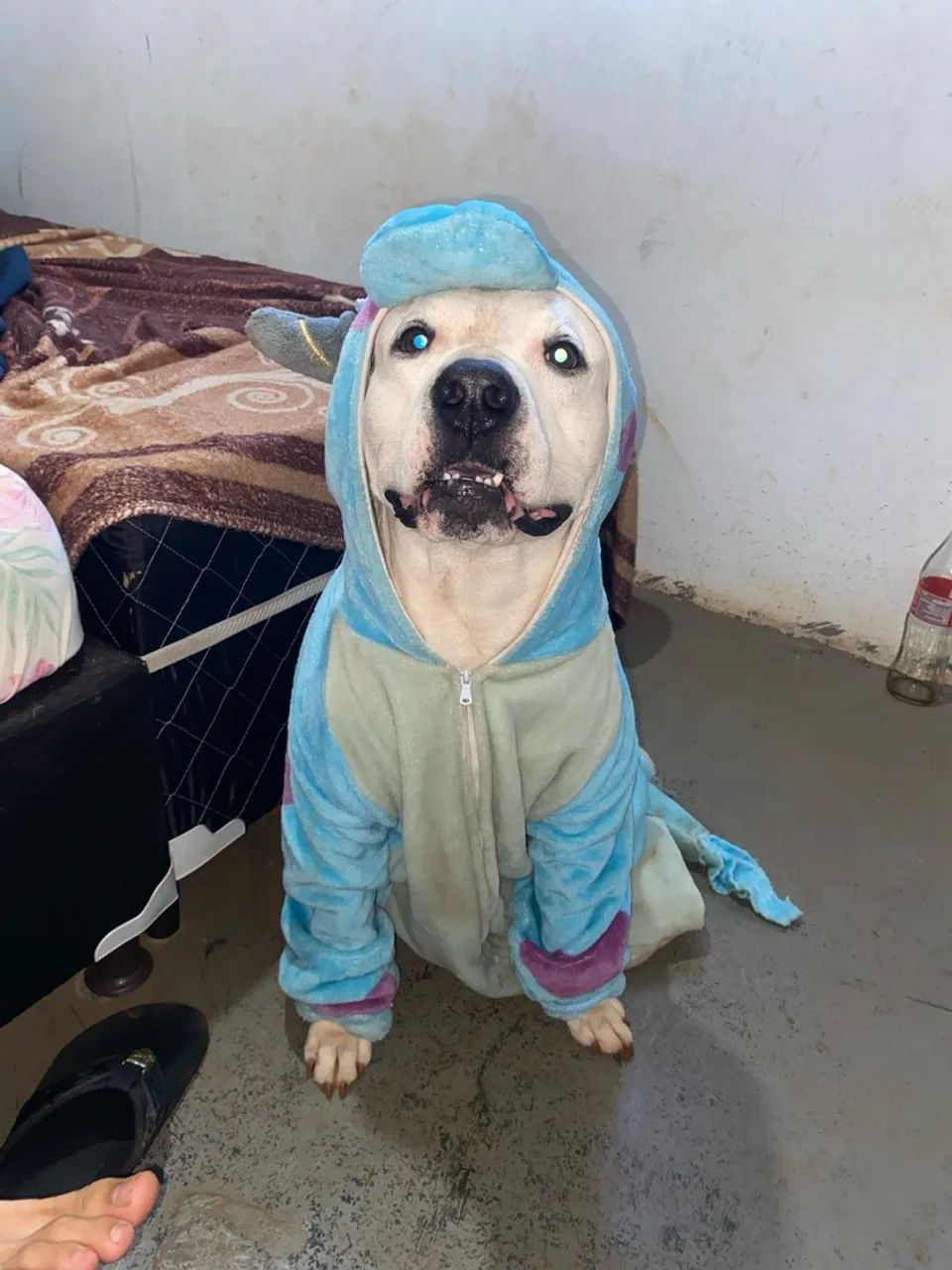 Vendo filhotes de pit bull  - Foto 5