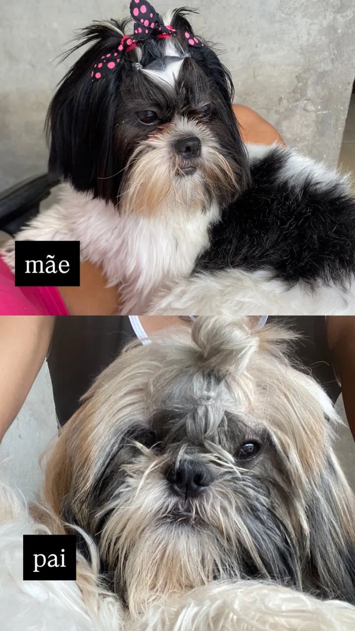 SHIH-TZU - Foto 4