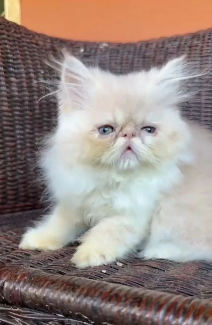 Gato persa  - Foto 2