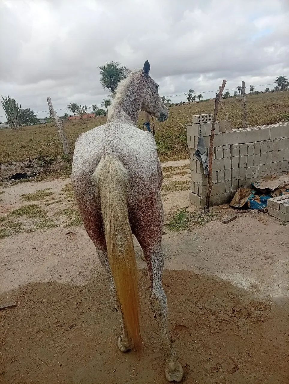 Égua pra jogo - Foto 3