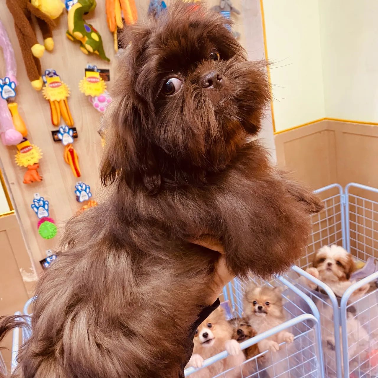 Shihtzu Chocolate  - Foto 4