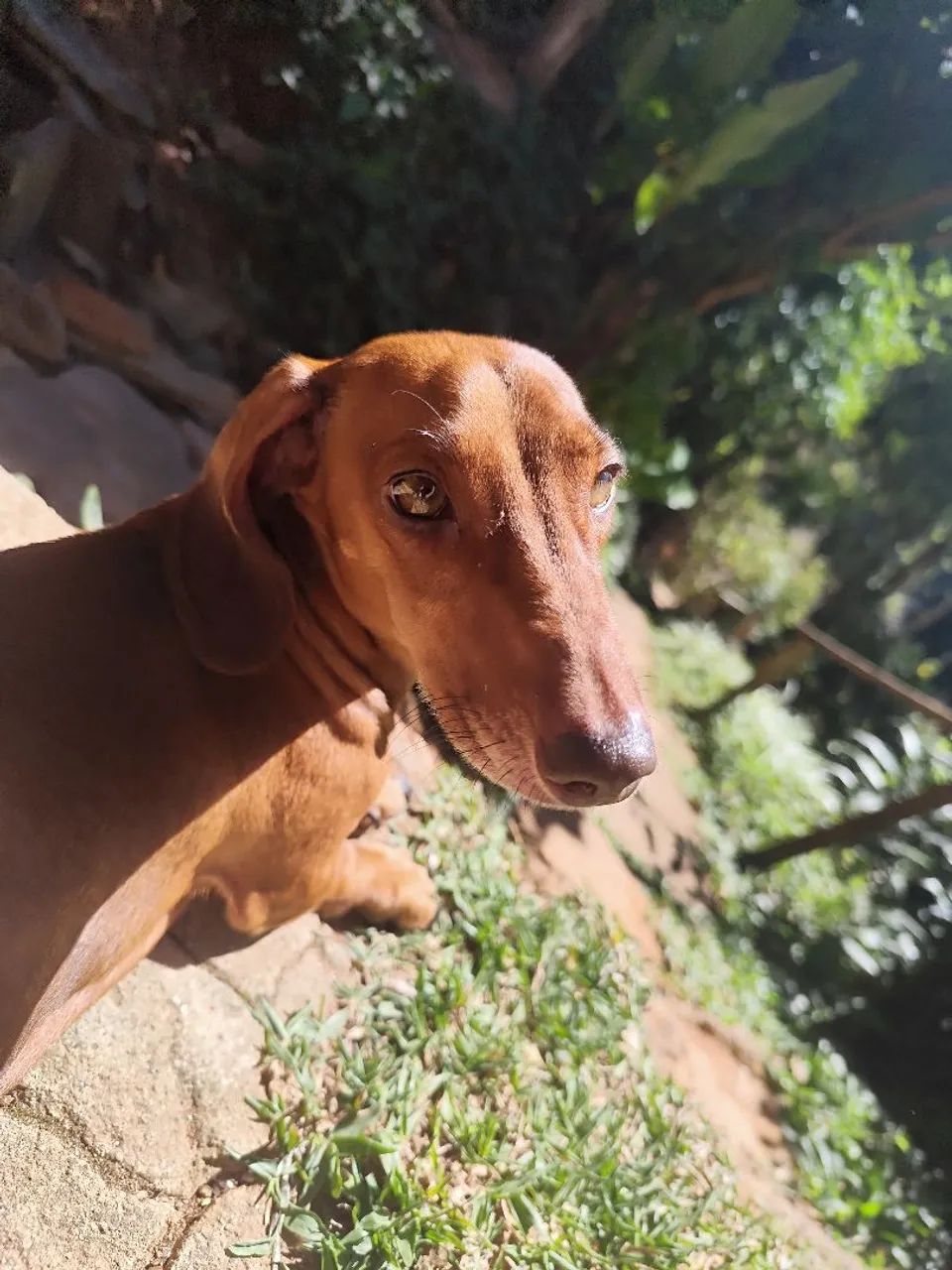 dachshund  - Foto 3