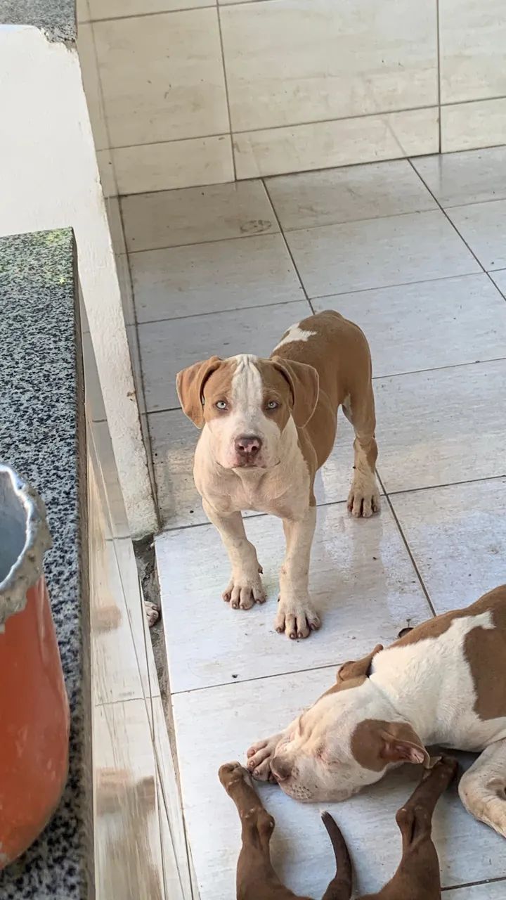 Filhote - Brazilian Bull - Foto 3