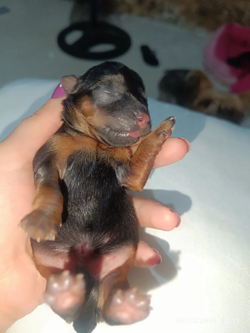 Yorkshires recém nascidos - Foto 2