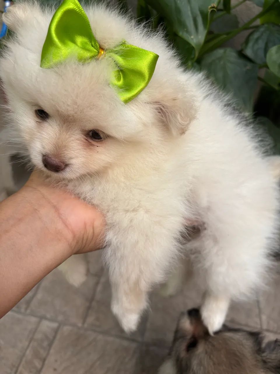 Cachorro  - Foto 2