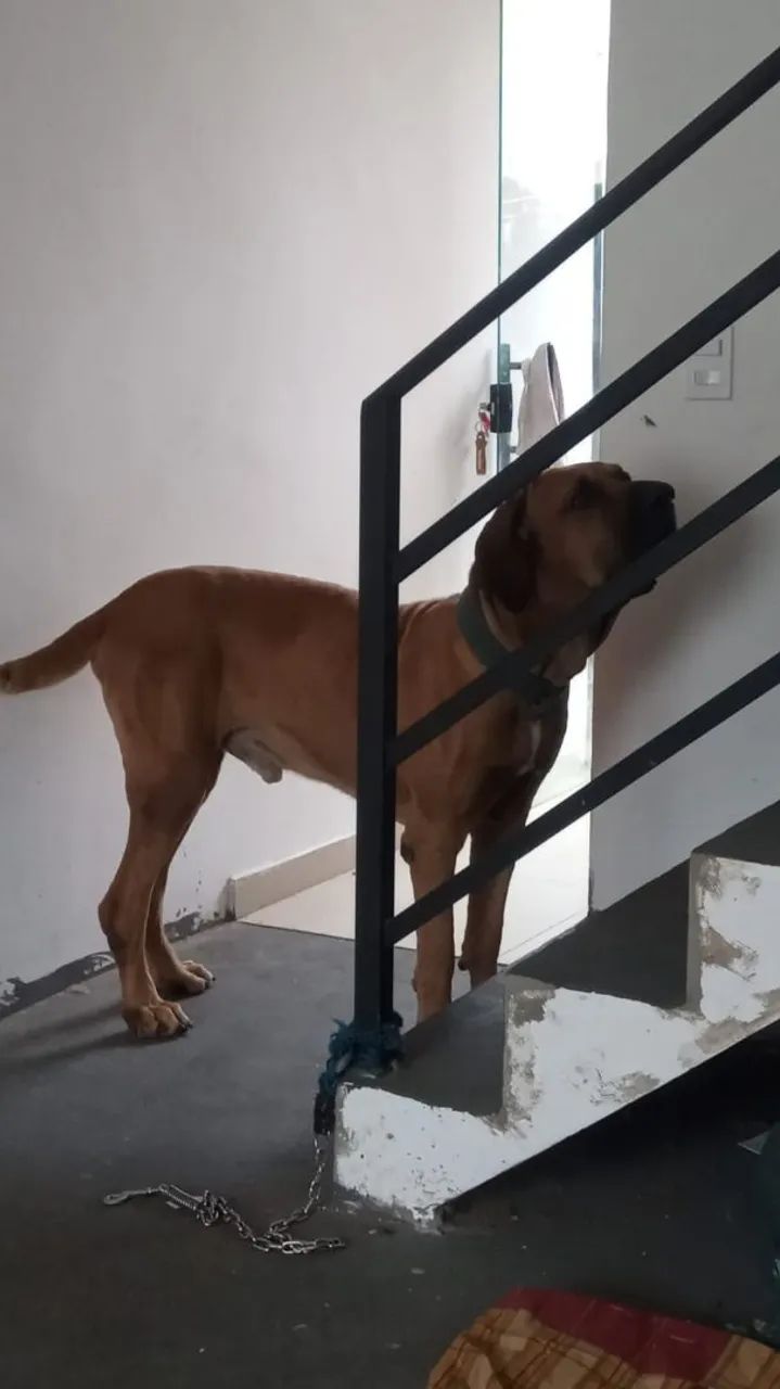Cachorro Fila brasileiro  - Foto 4