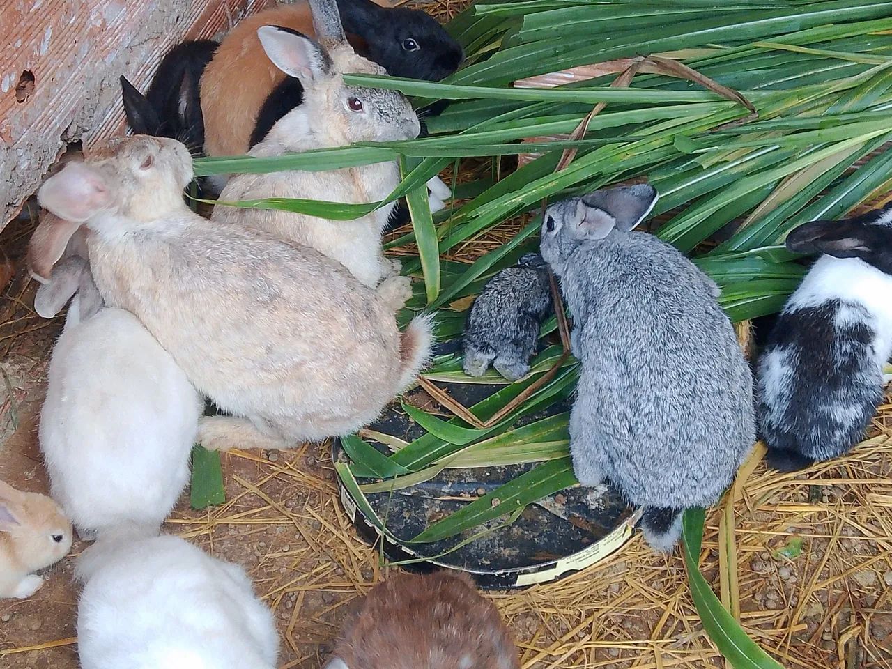 COELHOS  - Foto 4