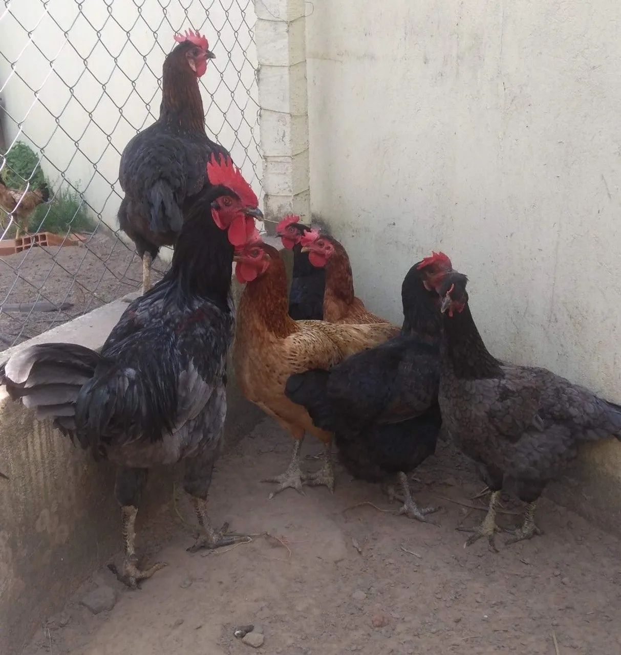Galos e galinhas.  - Foto 3