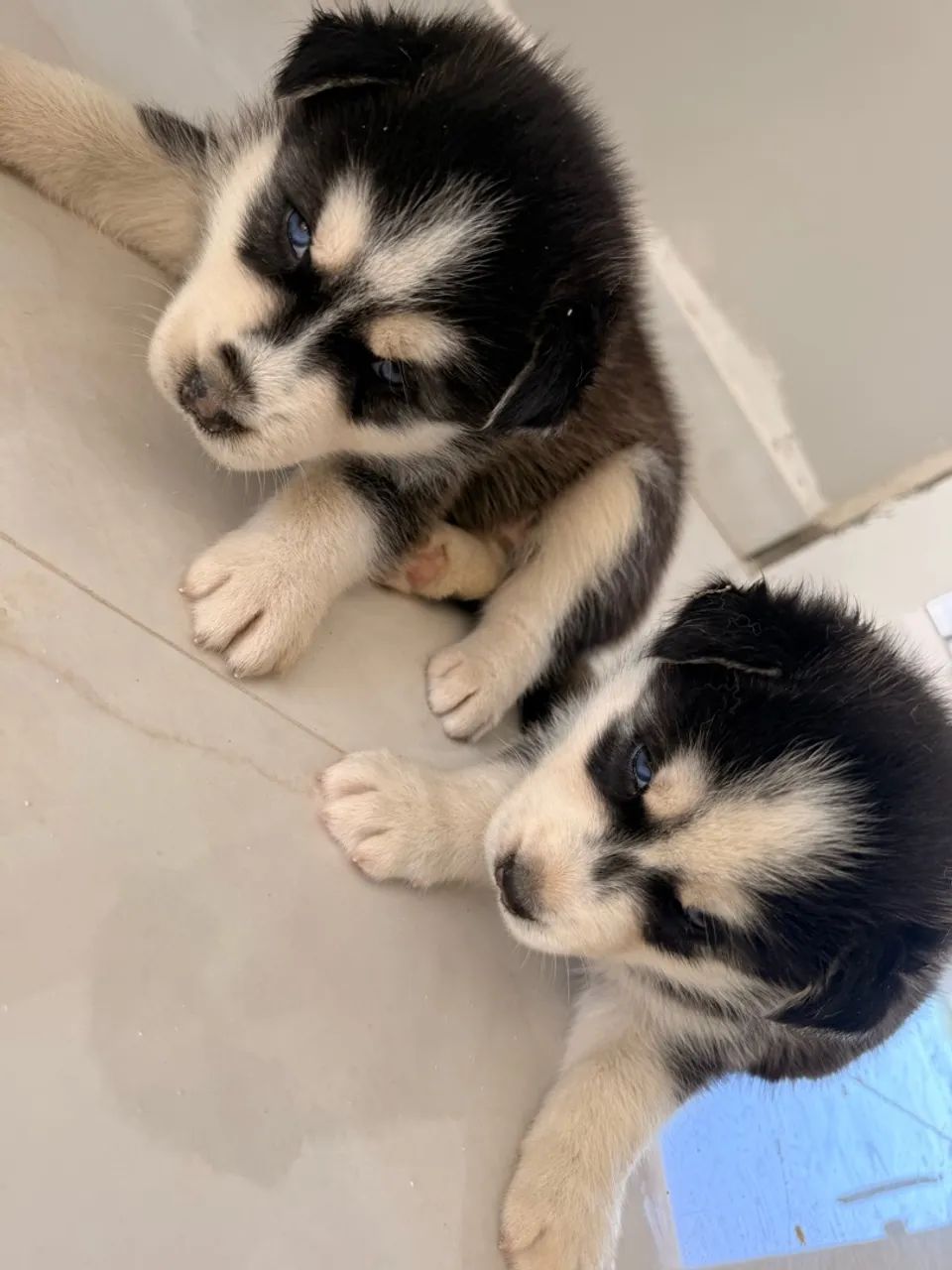 Husky siberiano disponível - Foto 3