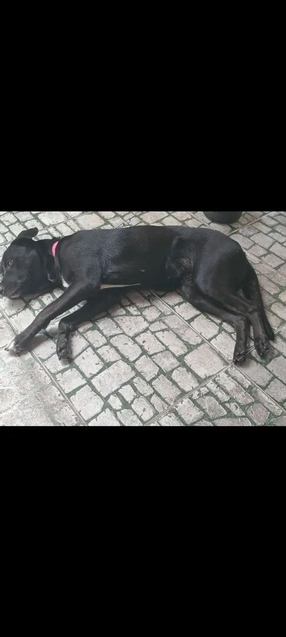 Doação Responsável  - Foto 4