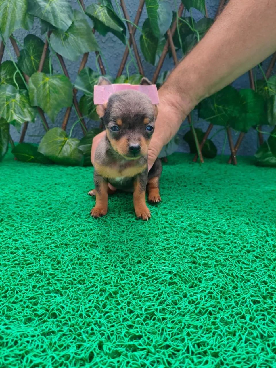 Filhotes de Pinscher macho e fêmea prontos para entrega - Chame no WhatsApp