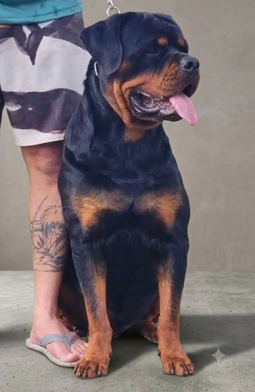 Super Ninhada de Rottweiler  - Foto 5