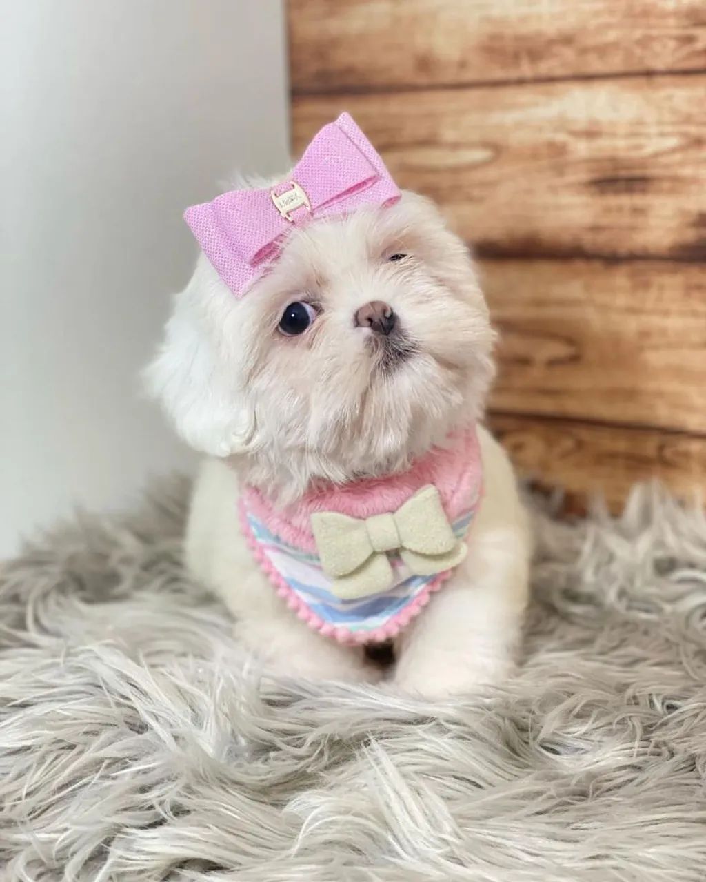 SHIHTZU ursinhos  - Foto 5