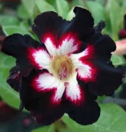 Rosa do deserto  - Foto 2