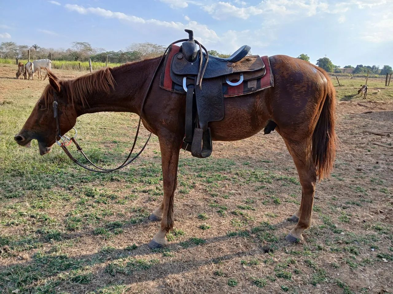 Cavalo e Burro Novos e Domados. Mansos de sela! ? ? Parcelo no cartão. Zap: * - Foto 5