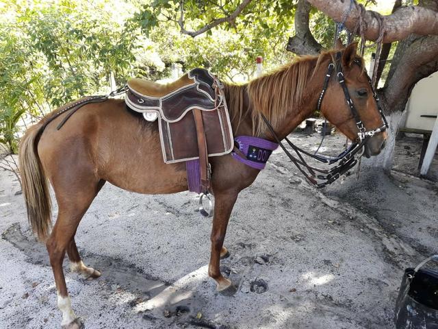 Vendo egua ingetada de um cavalo de raça - Foto 2