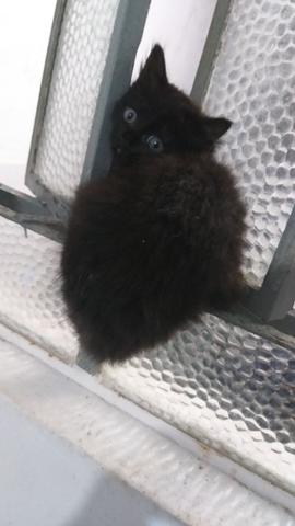Gatinhos para adoção responsável e amorosa urgente! - Foto 2