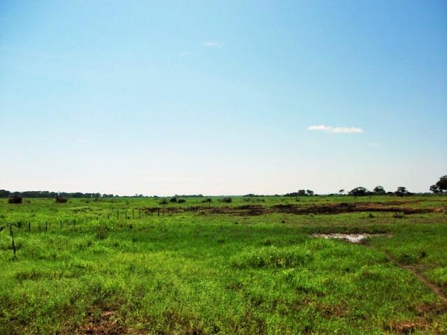 Excelente Fazenda no Pantanal do Mato Grosso do Sul - Foto 2