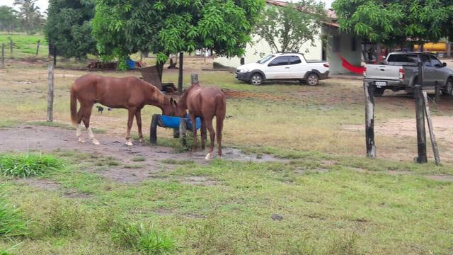 Fazenda no Pará - Foto 4