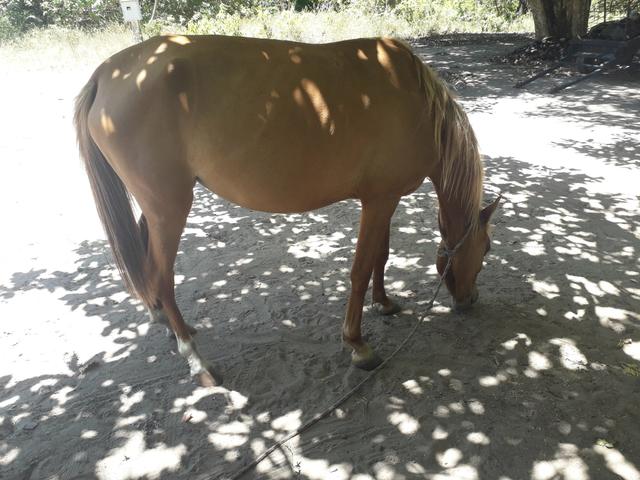 Vendo egua ingetada de um cavalo de raça