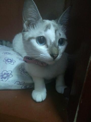 Gatas Para Doação
