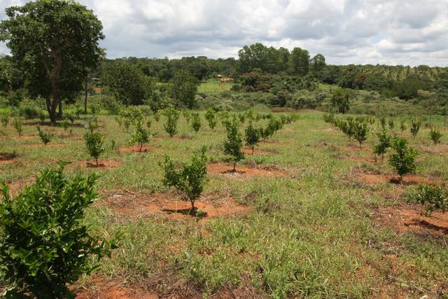Sítio de 3 hectares 30.000m² por 100.000,00 - Foto 9