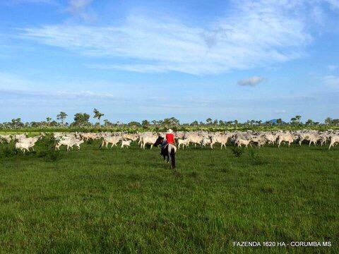 FAZENDA A VENDA EM CORUMBÁ - MS (Pecuária) - Foto 3