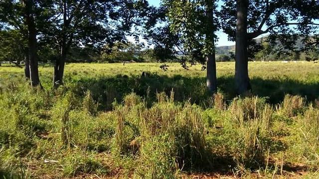 Fazenda no Tocantins pega casa em Palmas
