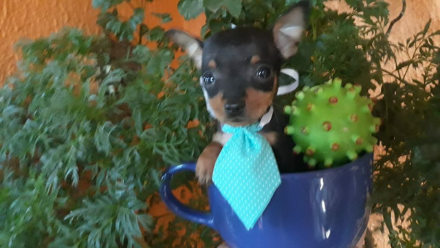 Pinscher miniatura último casal n00 leia - Foto 6