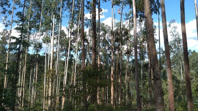 Fazenda Terreno Rural Sitio Chácara Gado - Foto 10