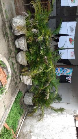Vendo 12 jarros com palmeirinha R$50 cada um - Foto 2