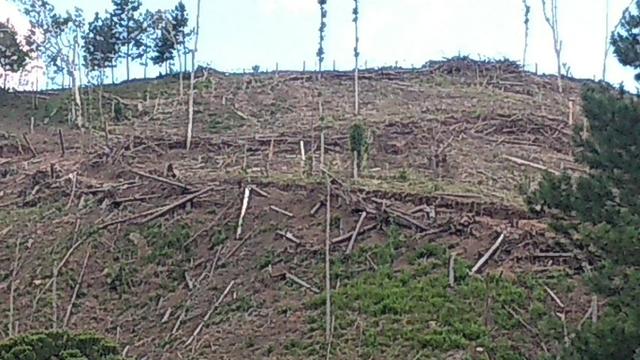 Fazenda Terreno Rural Sitio Chácara Gado - Foto 3