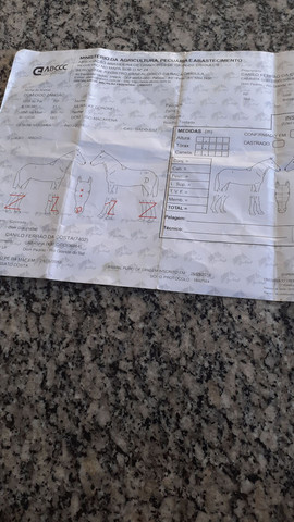 Potro top vender bem domado bom laço capado - Foto 4
