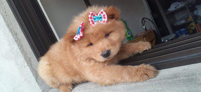 Chow- Chow - Foto 2