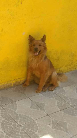 Doação de cachorra Chow Chow - Foto 4