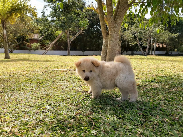 Chow chow machinho com pedigree - Foto 2